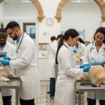 Vagas para médicos veterinários na Espanha atingem recorde histórico; saiba como trabalhar no país!
